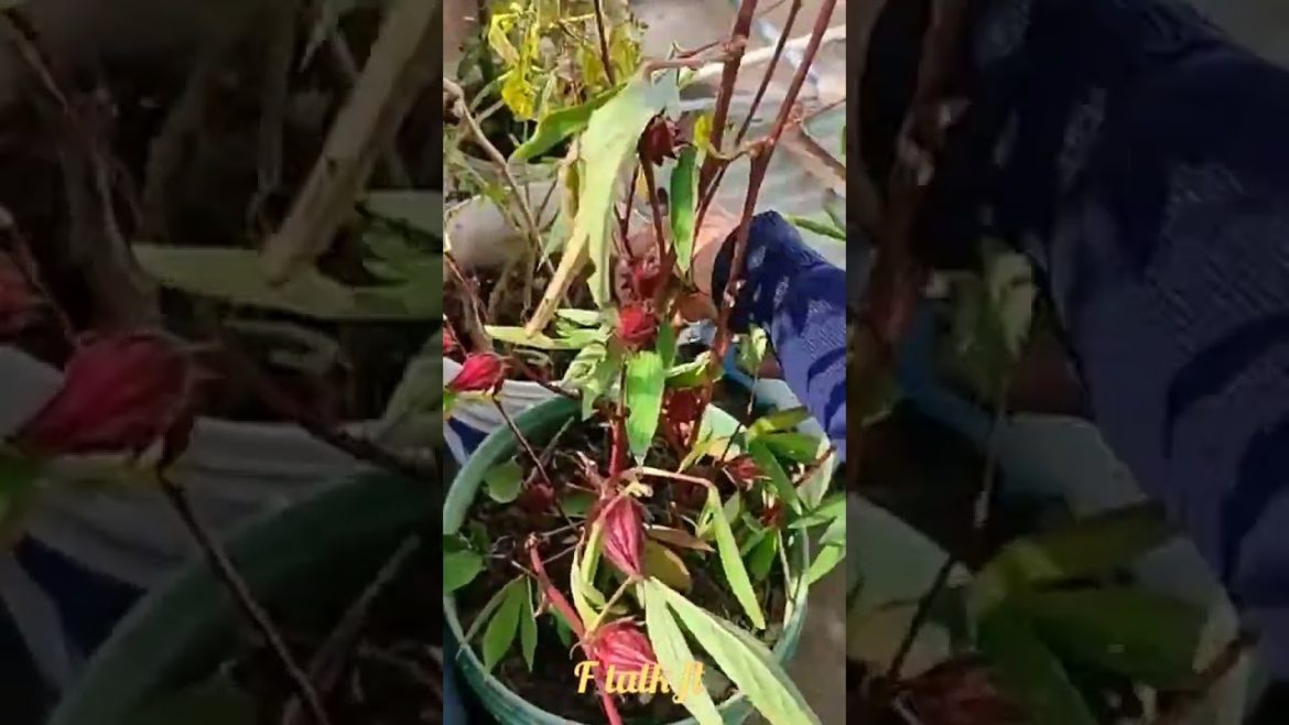 Satisfying Roselle Harvesting Season.Organic Vegetable Harvesting From Terrace Garden#shorts #short