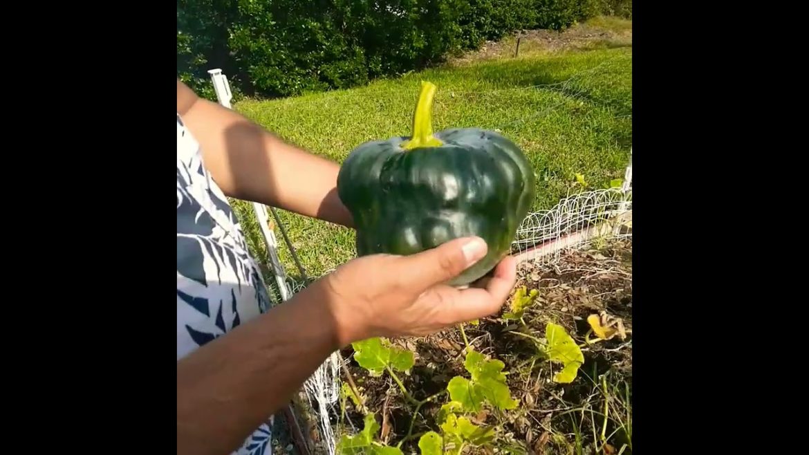 Harvesting Pumpkin from my backyard garden. Barir Gacher thaykay Kumro tulay nilam finally. #shorts