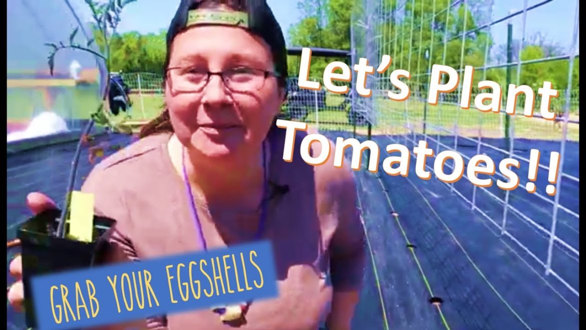 How to Plant Tomatoes | Using Eggshells | Beginner Organic Garden Tips