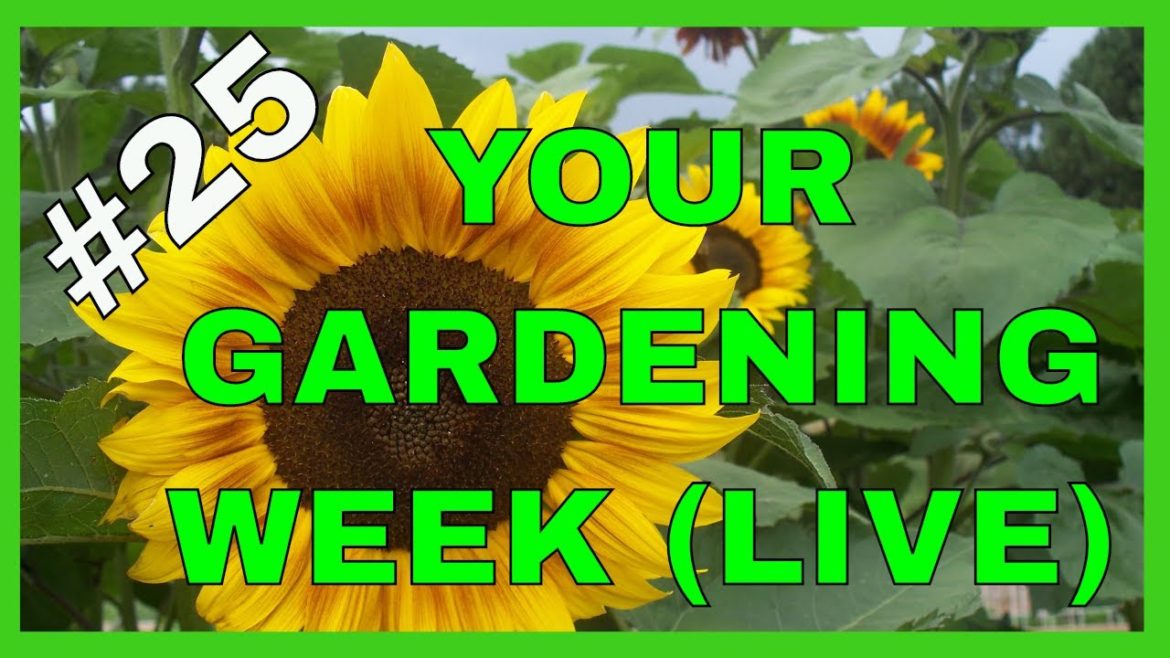 Gardening Tips for a Successful Garden (Q&A)