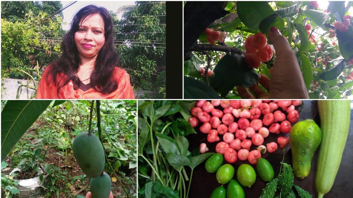 Backyard Garden Harvesting | Lots Of Wild Arum, Vegetables & Fruits |