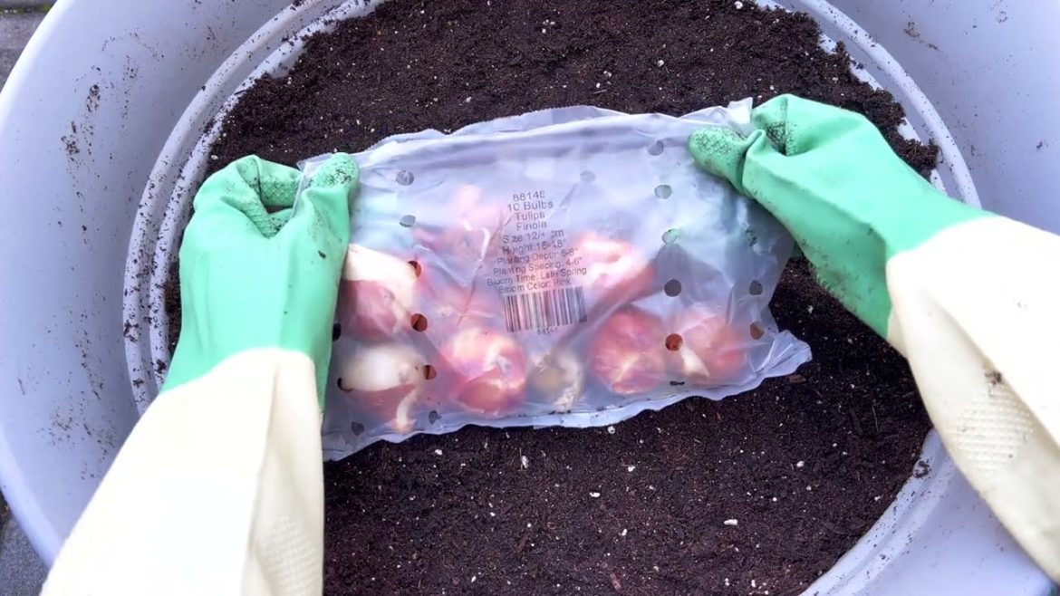 Tulip Planting For A Container Garden