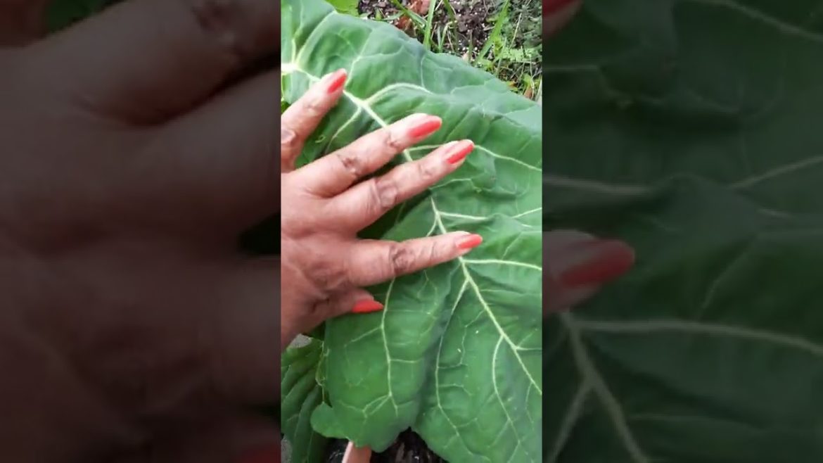 What's Up Down On The Farm Today