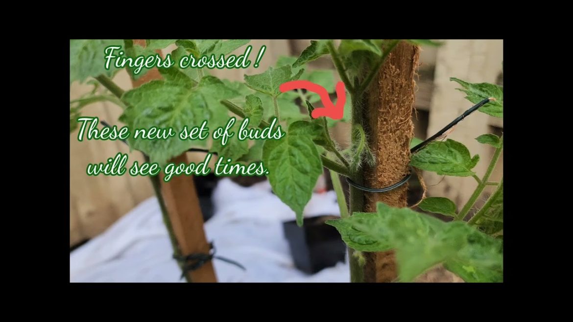 Melbourne Backyard Summer Vegetable Garden | November 2022 Melbourne Backyard Summer Vegetable Garden | November 2022