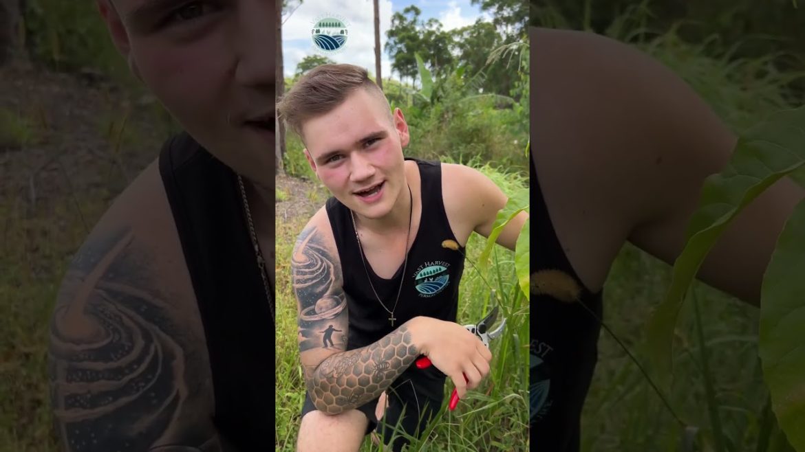 How to save $70 on a new tree {butter container update}