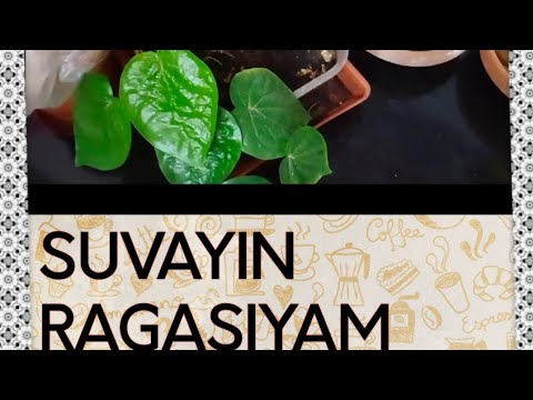 Tips to Setup perfect kitchen garden at your home | Home Garden tips .ππΏ Tips to Setup perfect kitchen garden at your home | Home Garden tips .ππΏ