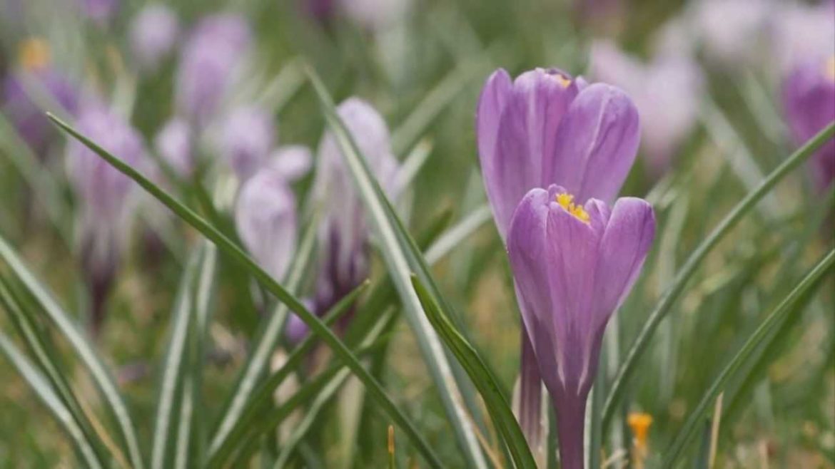 Yard Landscape – Plant Bulbs in Your Lawn Yard Landscape - Plant Bulbs in Your Lawn