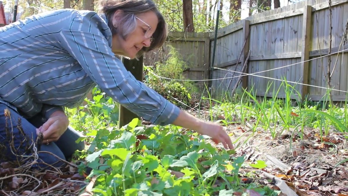 Should She Snip or Remove This Weed or Herb, Friend or Foe? Epi 11