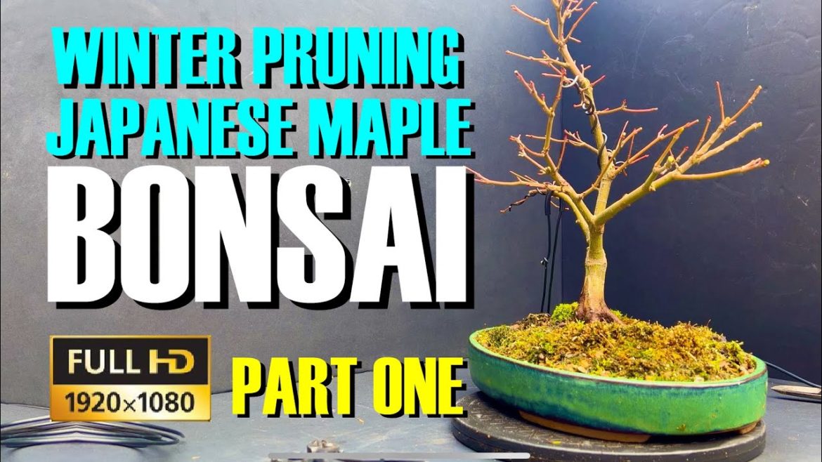Winter Pruning Japanese Maple Bonsai – part 1 Winter Pruning Japanese Maple Bonsai - part 1