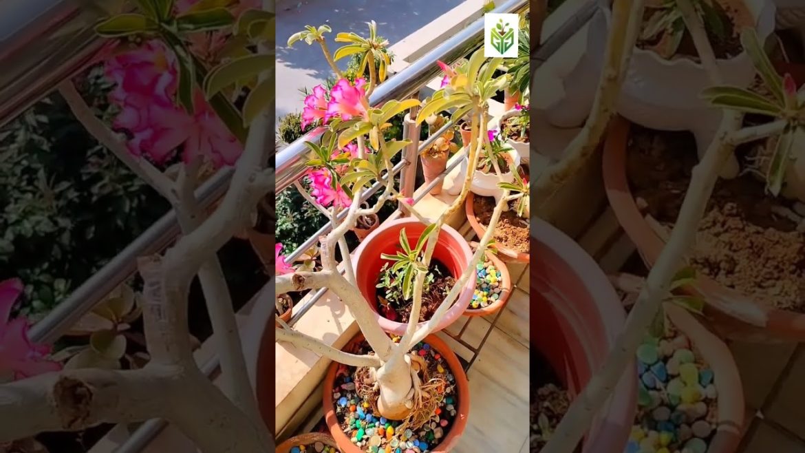 Adenium's Flowers #shorts #viral #ytshorts #homegarden Adenium's Flowers #shorts #viral #ytshorts #homegarden