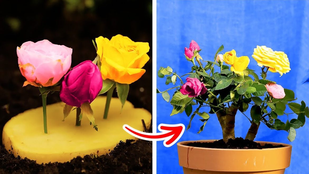 Fascinating Planting Hacks And Indoor Gardening Tips Fascinating Planting Hacks And Indoor Gardening Tips