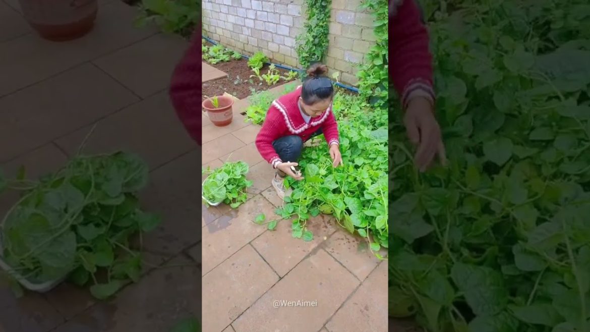 Beautiful Nature with Rural Life #shorts #naturalife #rurallife Beautiful Nature with Rural Life #shorts #naturalife #rurallife