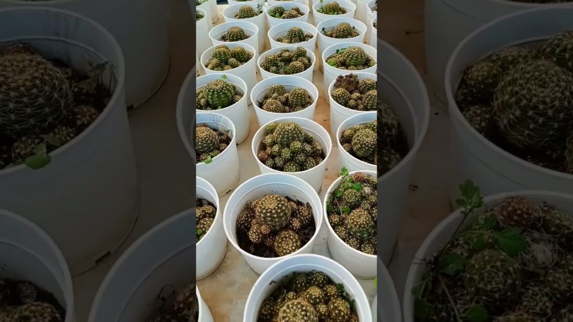 Nursery visits for buying cactus plant #shorts Nursery visits for buying cactus plant #shorts