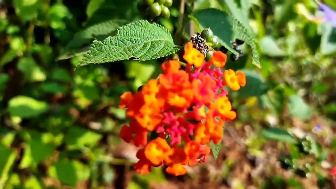 lantana flower care | Gardening tips in Malayalam |Lantana flowering tips|Malayalam gardening care 💚