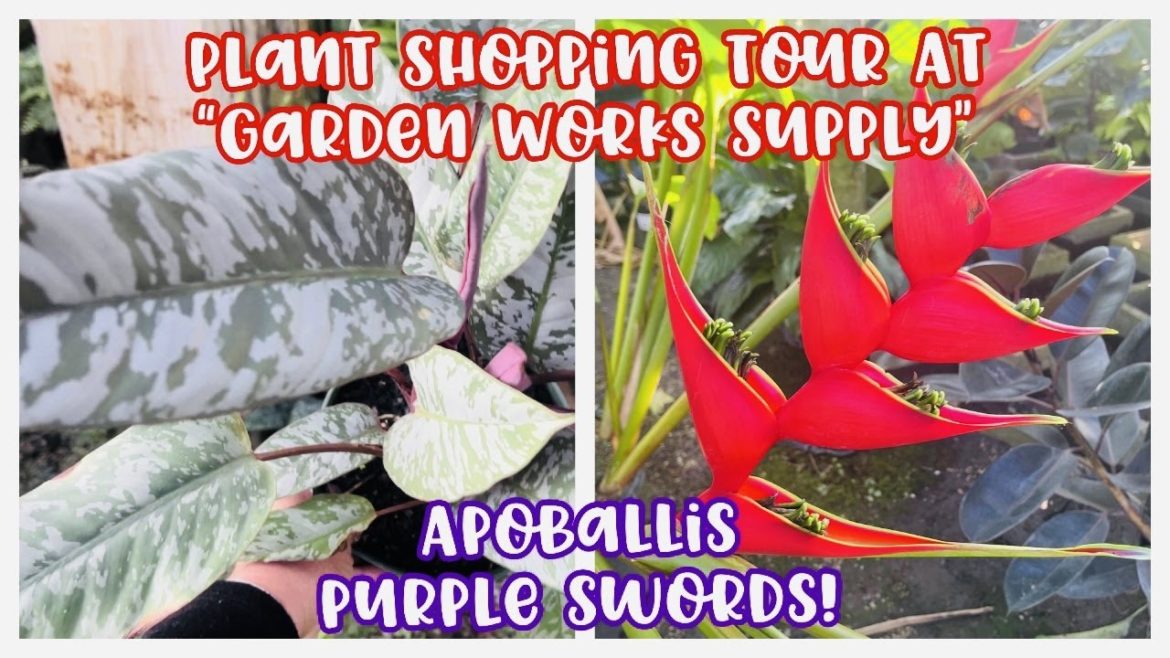 Plant Shopping Tour at Garden Works Supply Oakland Park || Apoballis Purple Swords || Plantmas Day 6