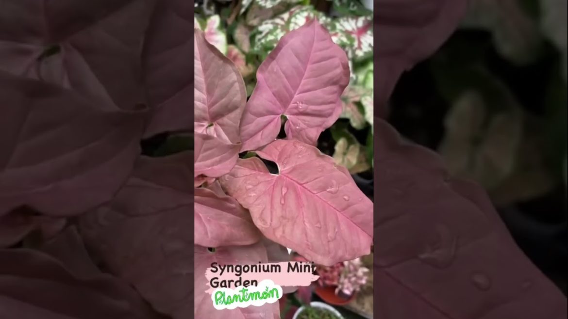 My mini garden #like #shorts #video #follow #homedecor #love #decor #home #plants #interior