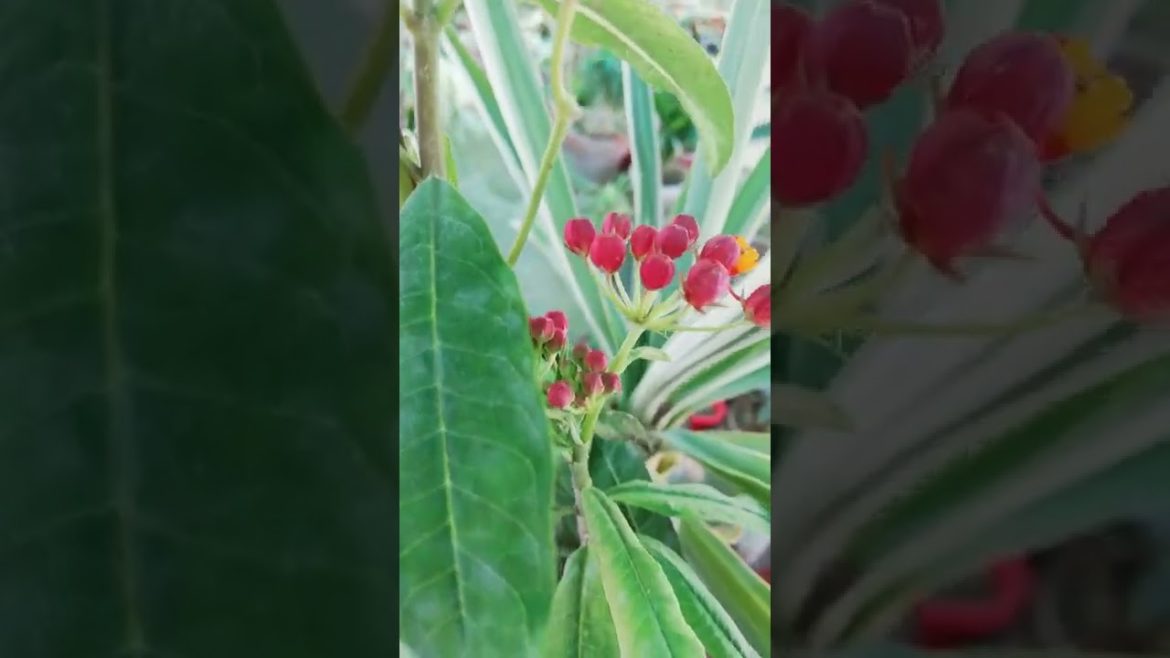 My Small Beautiful Home Garden Raining In My Backyard Garden New flowers #shorts #garden