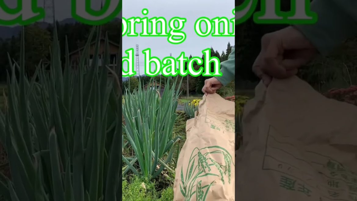 Japanese Food" Shiro-negi White stalked green onion  #shorts #satisfying #trending #viral gardening