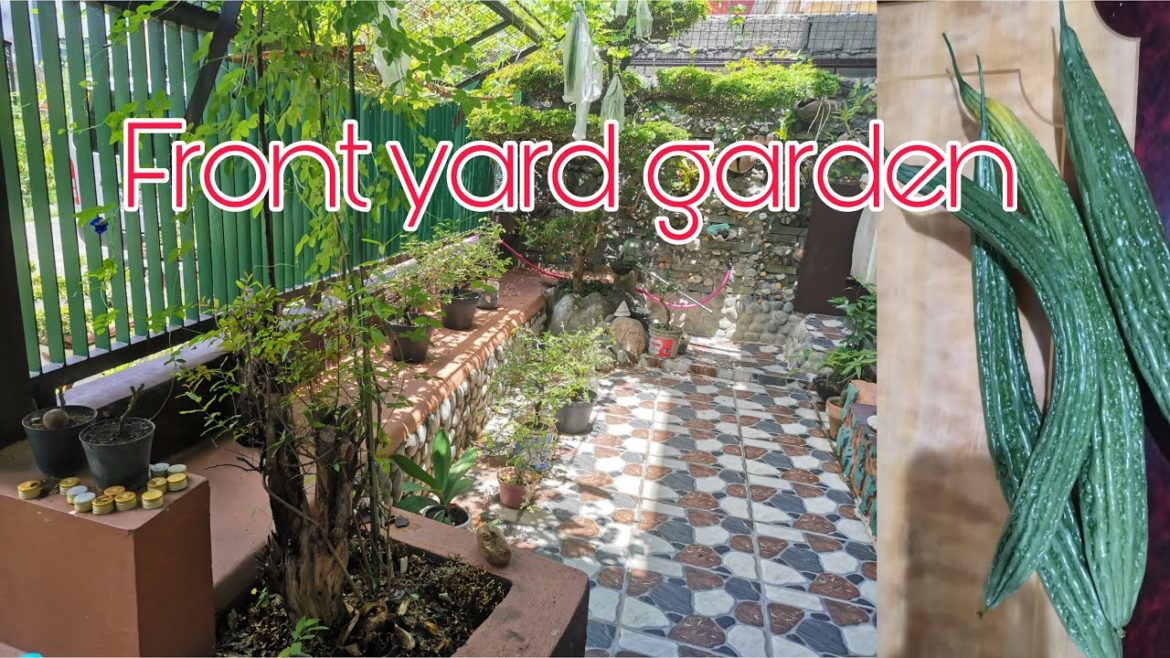 FRONT YARD GARDEN | BITTER GOURD | GEMS FLIGHT