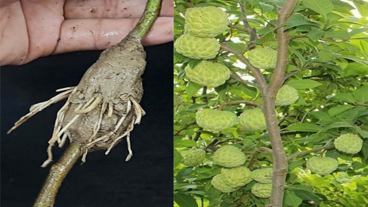 How to grafting sugar apple trees from cutting in water/ Grow sugar apple from cutting