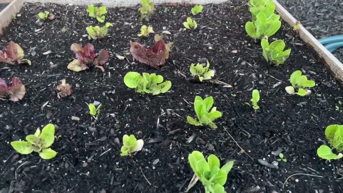 Backyard Garden Tour