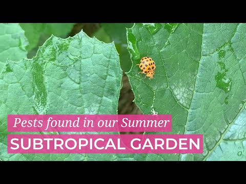Common summer pests in our Australian Subtropical Vegetable Patch Common summer pests in our Australian Subtropical Vegetable Patch