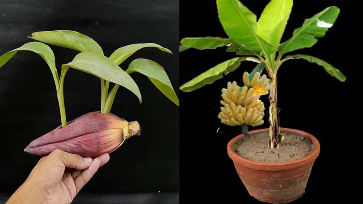 How to grow multiple banana tree with banana flower || Best Technique grow banana trees