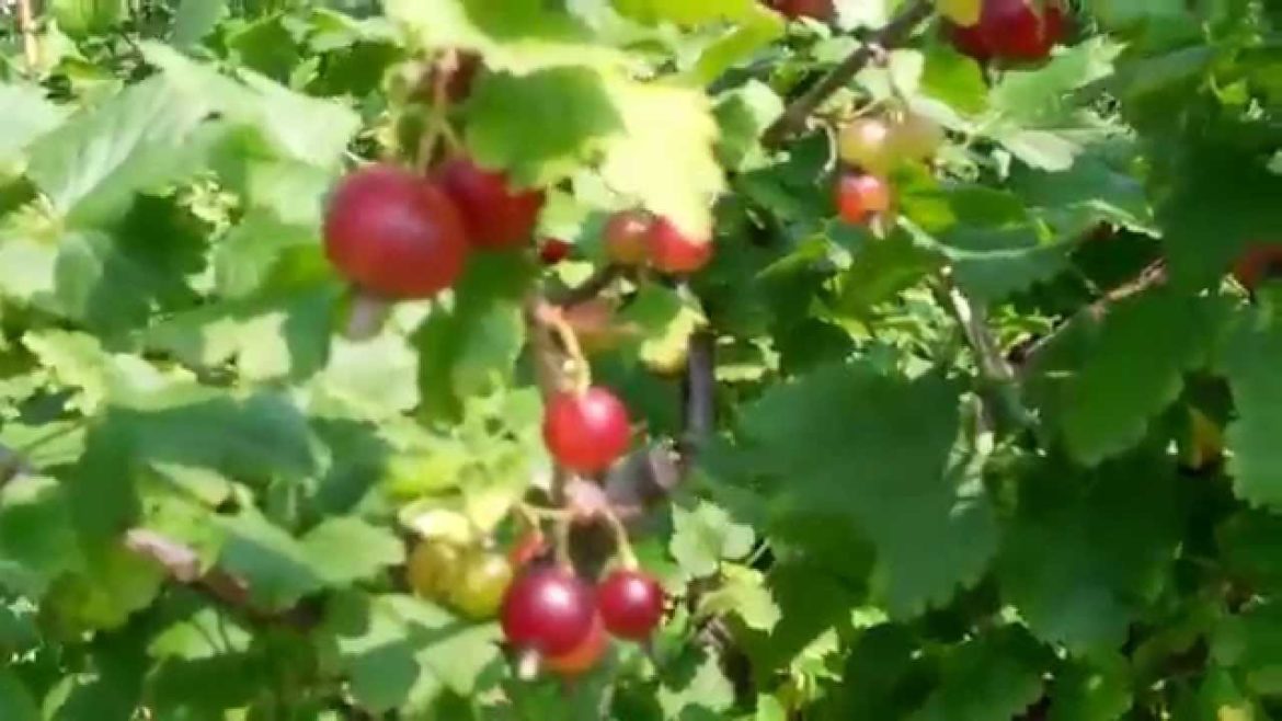 Gooseberries Organic Front Yard Garden - Updates Progress Harvest 2015