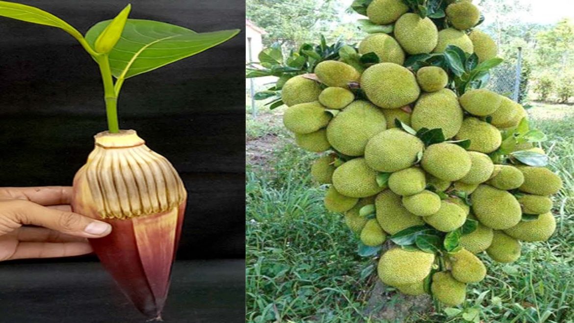 How to Grow Jackfruit Tree With Banana Flower Hormone Fast 60 Day