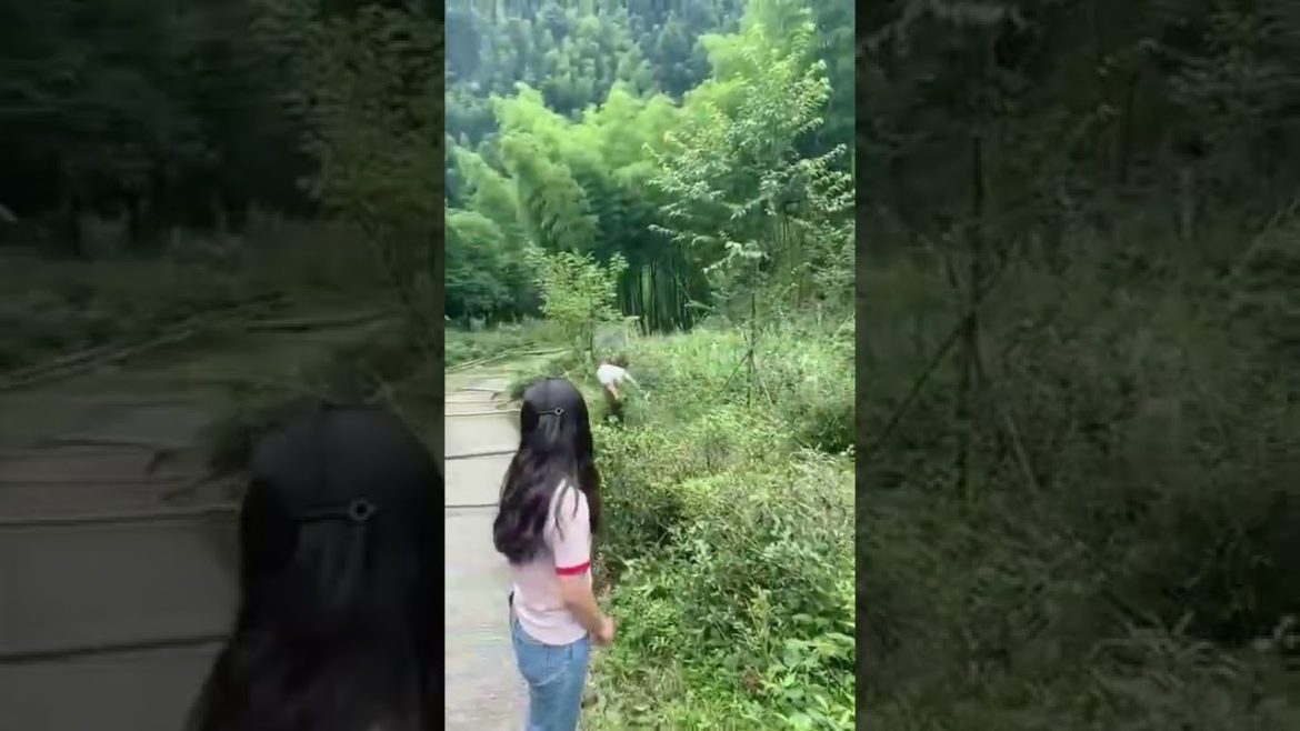 Tips for transporting bamboo down the mountain #short #satisfying #funny #Agriculture #harvest#Fruit