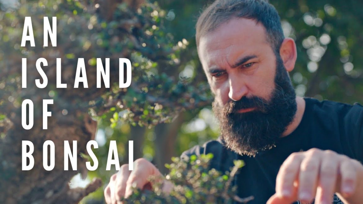 An Island of Bonsai | The Bonsai Garden of Rafa Torres An Island of Bonsai | The Bonsai Garden of Rafa Torres