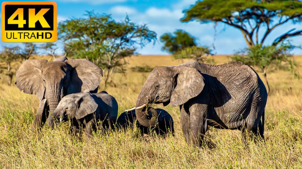 4K African Wildlife – Wild Animals of Africa – Real Sounds of Africa – 4K Video Ultra HD 4K African Wildlife - Wild Animals of Africa - Real Sounds of Africa - 4K Video Ultra HD
