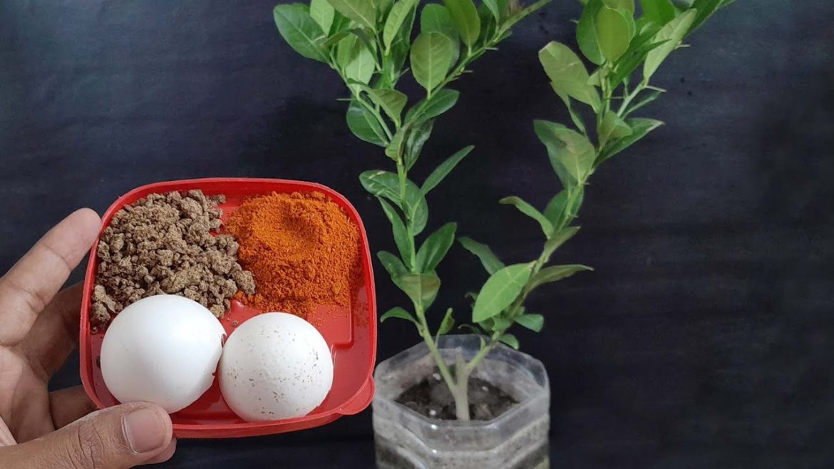 How To Make Organic Fertilizer By Mustard Cake, Egg Shell, Tea Leaves and Cow Dung