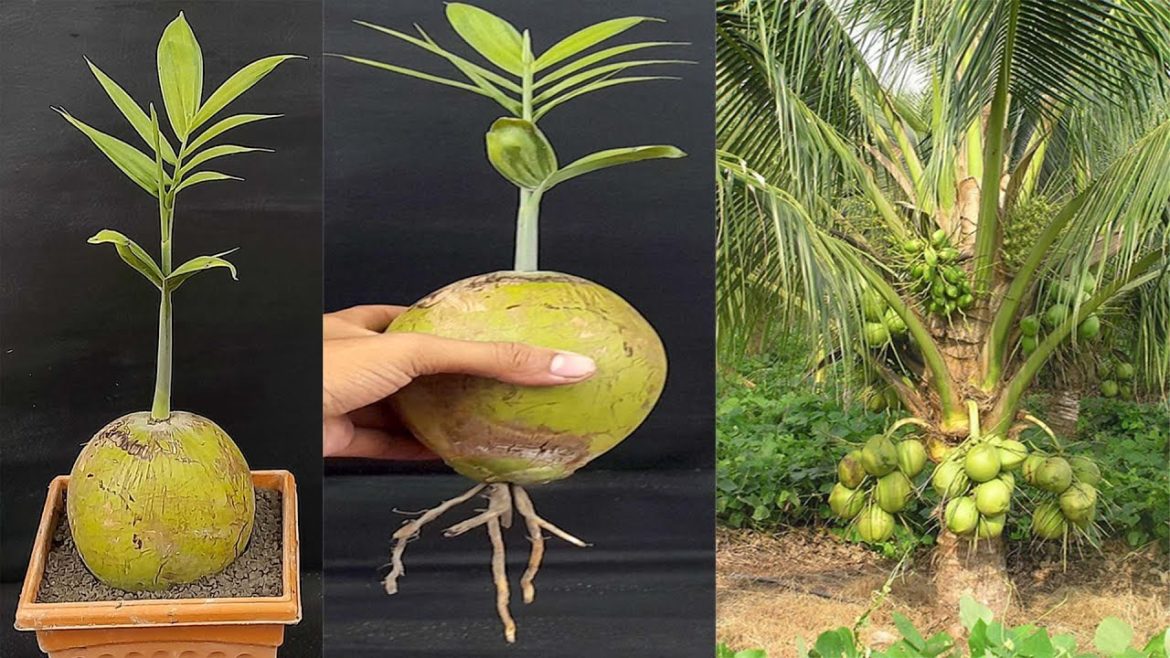 How to grow coconut tree from coconut | How to make a coconut tree very easily