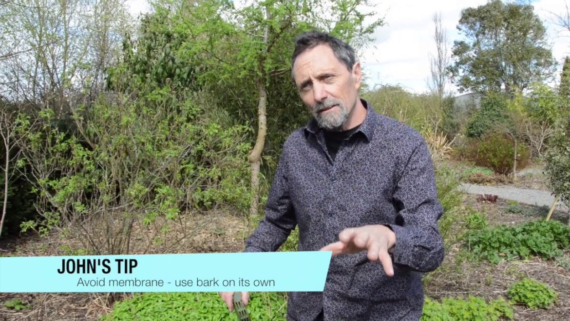 Weeding – How to weed Creeping Buttercup, common Dock and other gardening tips Weeding - How to weed Creeping Buttercup, common Dock and other gardening tips