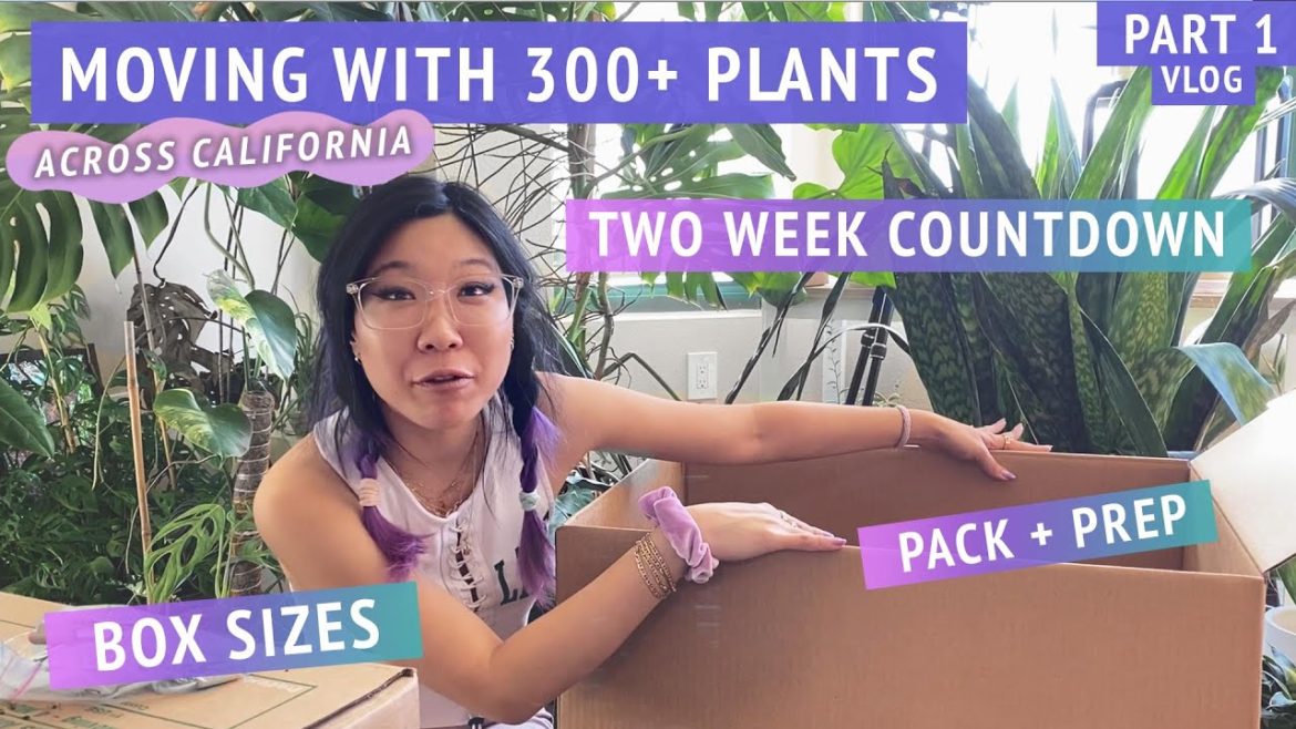 Preparing + packing houseplants, gathering boxes, planning | MOVING MY 300+ PLANT COLLECTION part 1 Preparing + packing houseplants, gathering boxes, planning | MOVING MY 300+ PLANT COLLECTION part 1