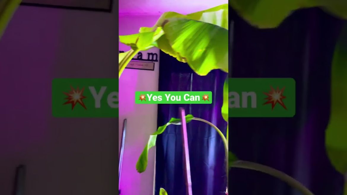 🍌🍊🍋#Zone 5 gardening#container gardening