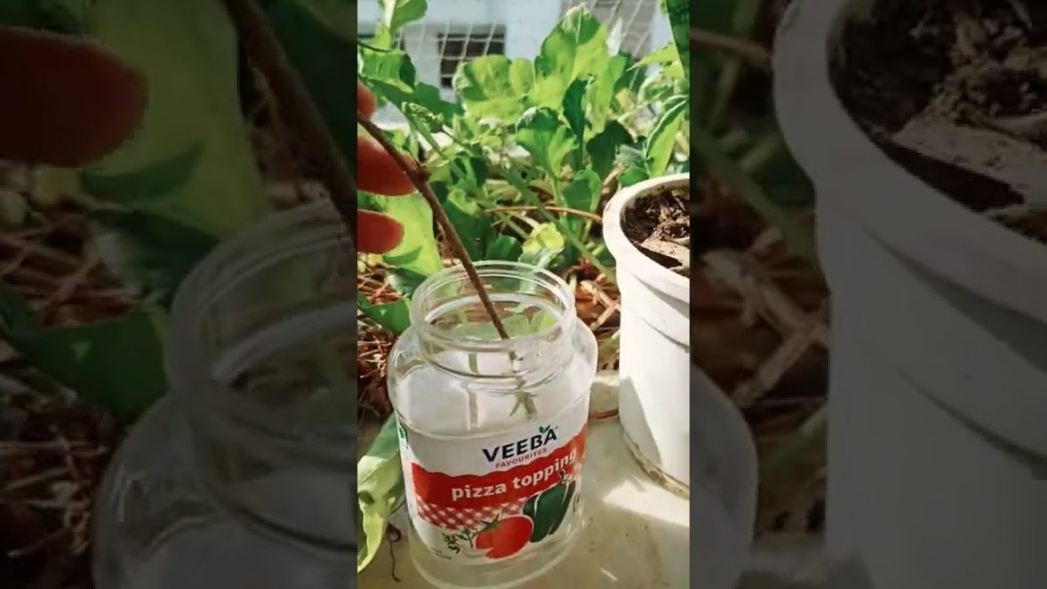 Garlic vine propagation