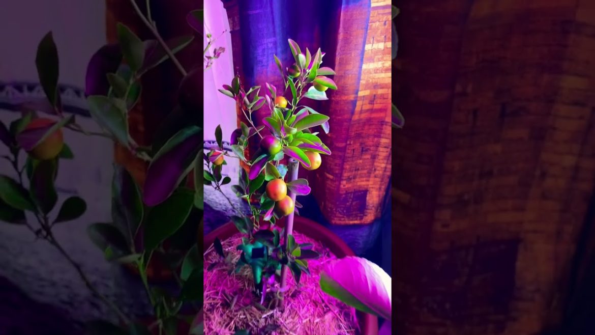 🍊#calamondin tree #calamondin fruit #calamondin orange tree