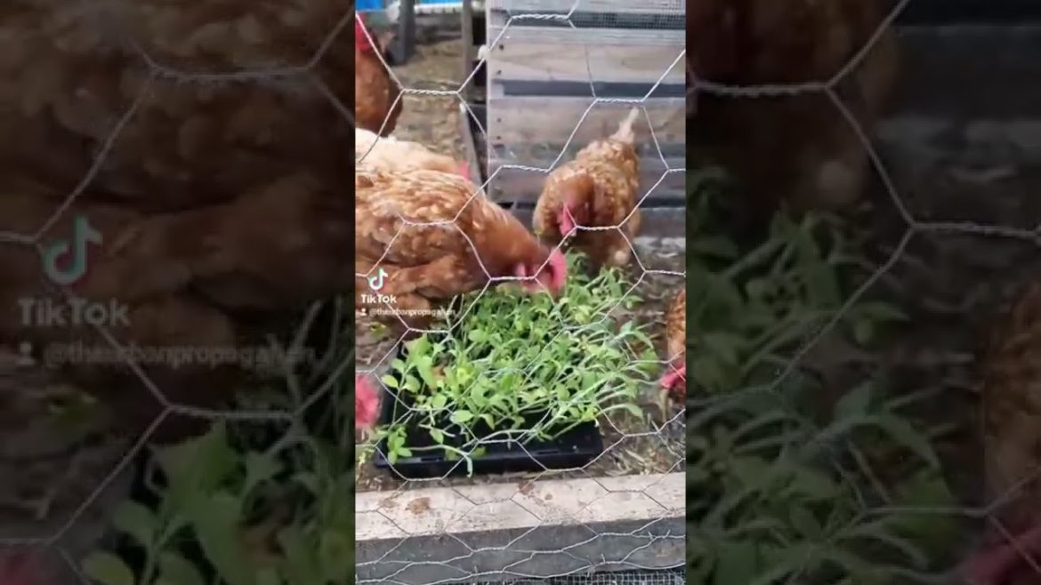 Sunflower Seedlings for the chooks snack time! Nutritious power packed food! They Gift us Eggs! Love