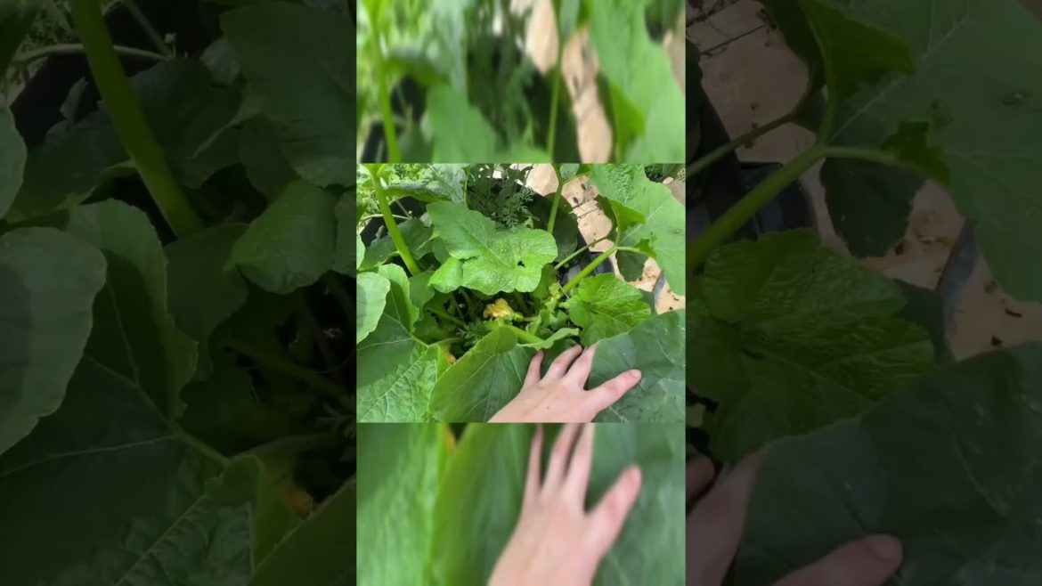 How to Grow Vegetables in Mixed Pots