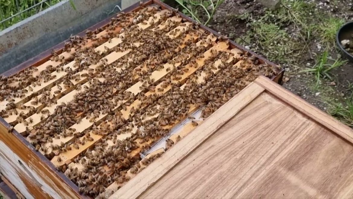 Flow Hive Summer Update & Super Add On Trailer 2022