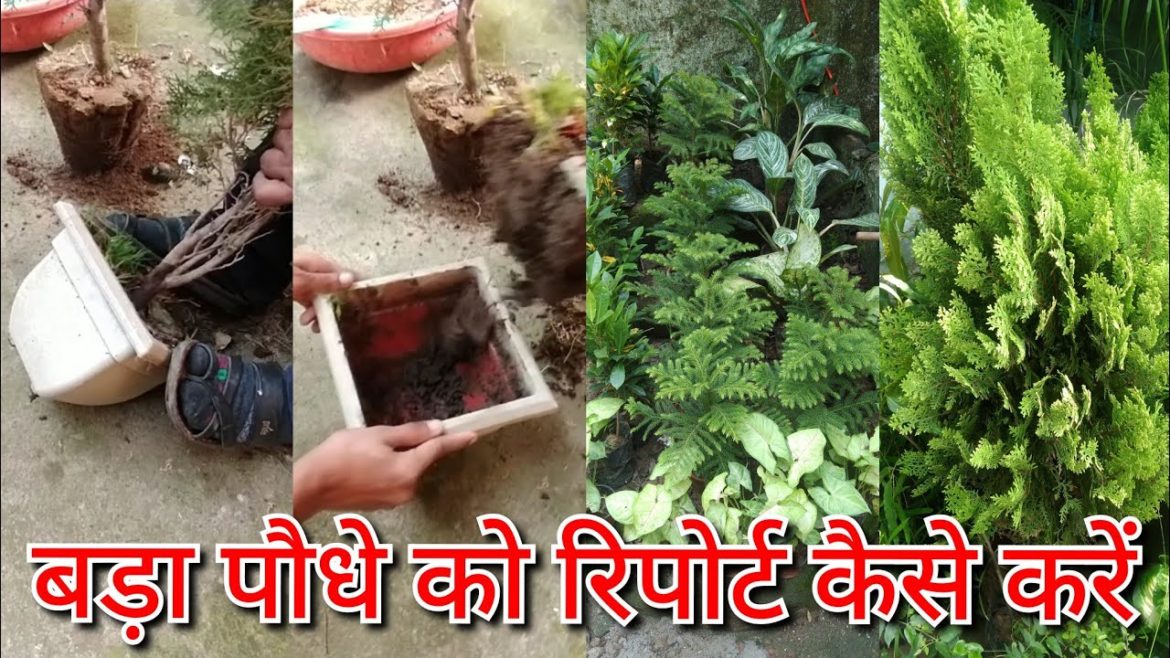 बड़ा पौधे को रिपोर्ट कैसे करें // gardening tips // repotting nursery plants #m-nursary बड़ा पौधे को रिपोर्ट कैसे करें // gardening tips // repotting nursery plants #m-nursary