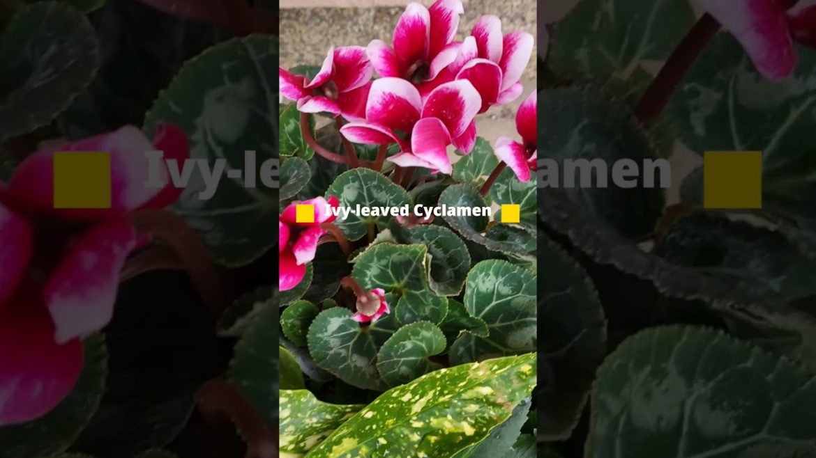 Fall & winter container #winterhardy