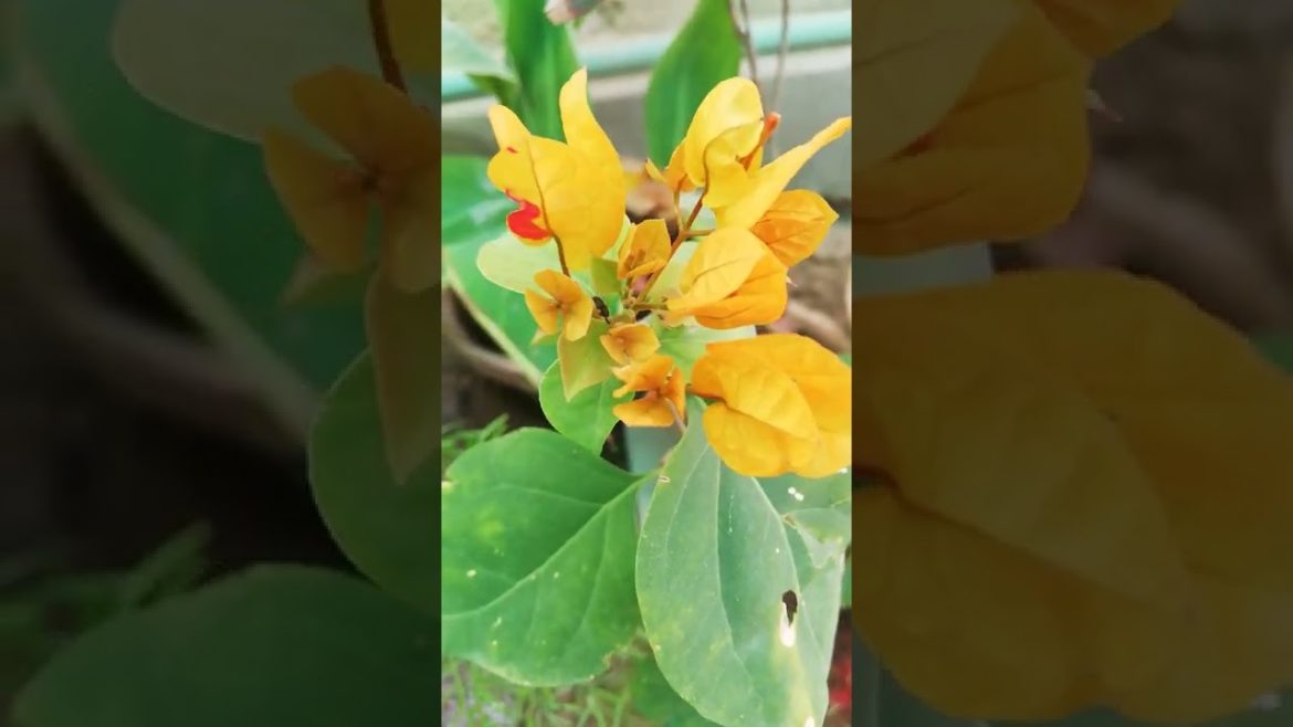 My Small Beautiful Home Garden Raining In My Backyard Garden New flowers #shorts #garden