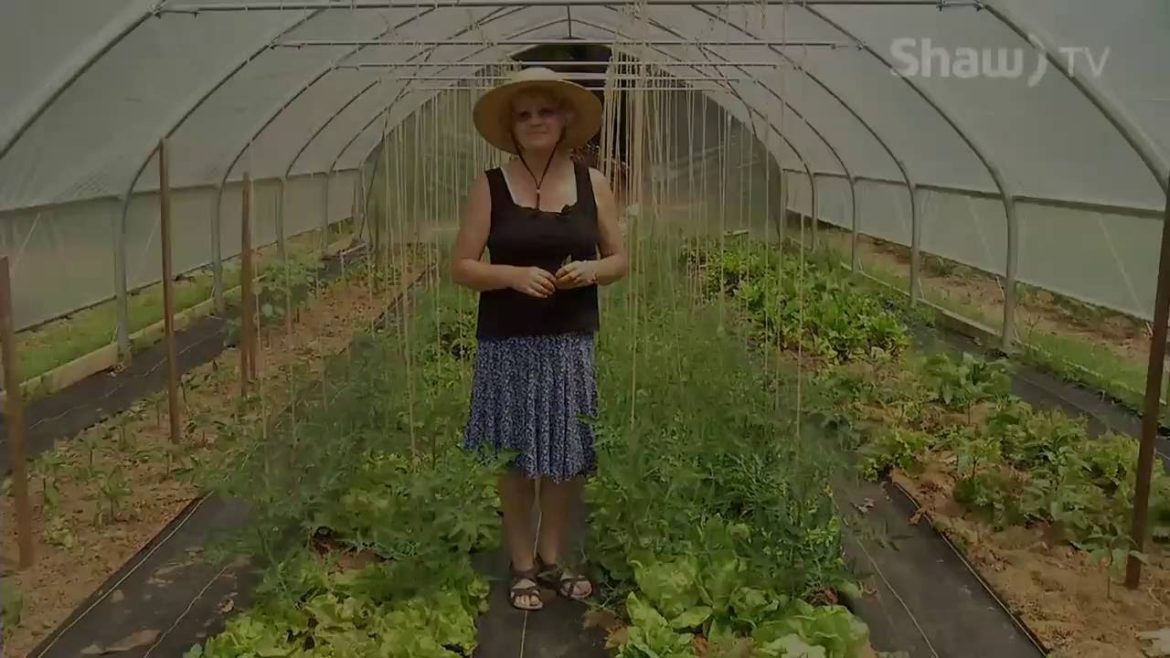 Master Gardener Tomato Tips - Vine Tomato Care