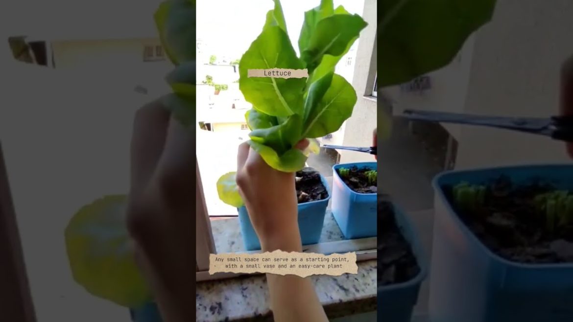☕ Harvesting lettuce, collard green, green onion from my little garden 🐞