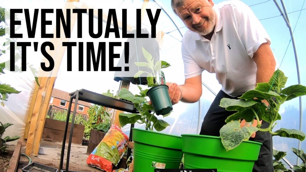 Garden TIPS Planting and Sowing Vegetables Now! What I'm Planting and Sowing In June