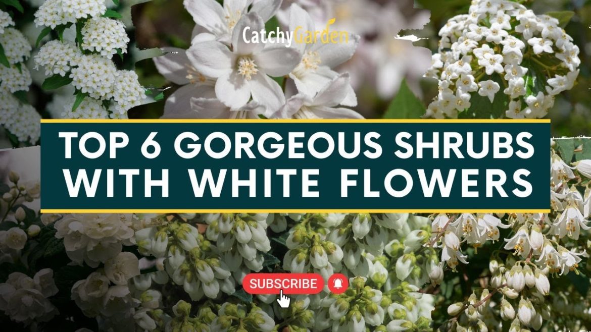 Top 6 Gorgeous Shrubs With White Flowers ๐ฟ๐ธ// Gardening Tips Top 6 Gorgeous Shrubs With White Flowers ๐ฟ๐ธ// Gardening Tips