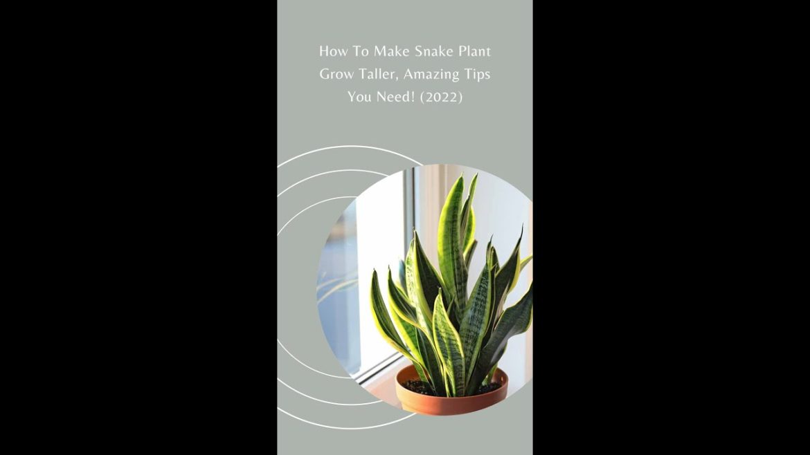 How To Make Snake Plant Grow Taller, Amazing Tips You Need! (2022)